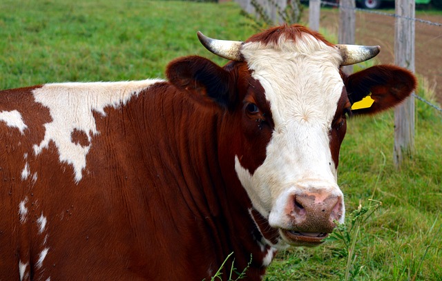 cow, milk, beef, cattle, ruminant, farm animal, dairy cattle, pasture, agriculture, pasture land, graze, grass, dairy products, mammal, nature, animal