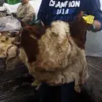 Bulk wholesale cattle hides container logistics shipping to Lome port Togo