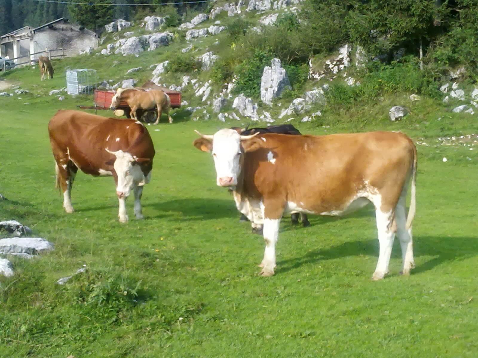 Wholesale cattle hides and premium wet salted cow skins for international export